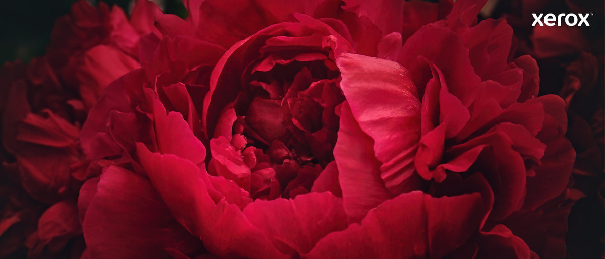 Xerox Genuine ® C230 Color Printer/C235 Color Multifunction Printer Black Standard capacity Toner Cartridge (1500 Pages) - 006R04383